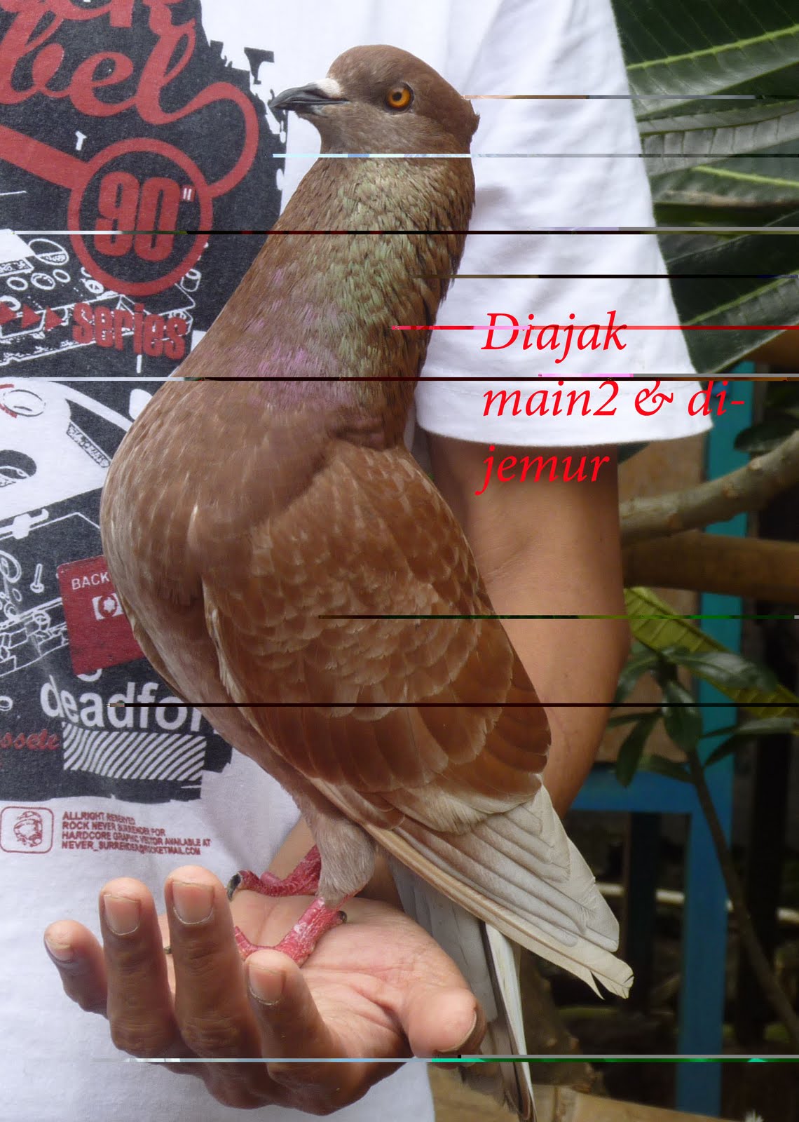 MERPATI BALAP TINGGIAN December 2010