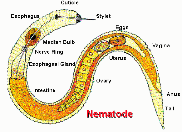 Black Roundworms