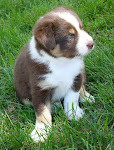 Red Tri Puppies-almost 5 wks. old--$150@ Note: these are the same puppies shown above--just older.
