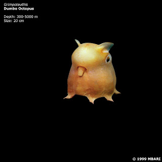 Grimpoteuthis
Dumbo octopus