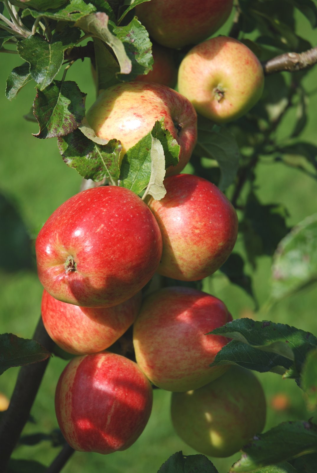 [Apples1.JPG]