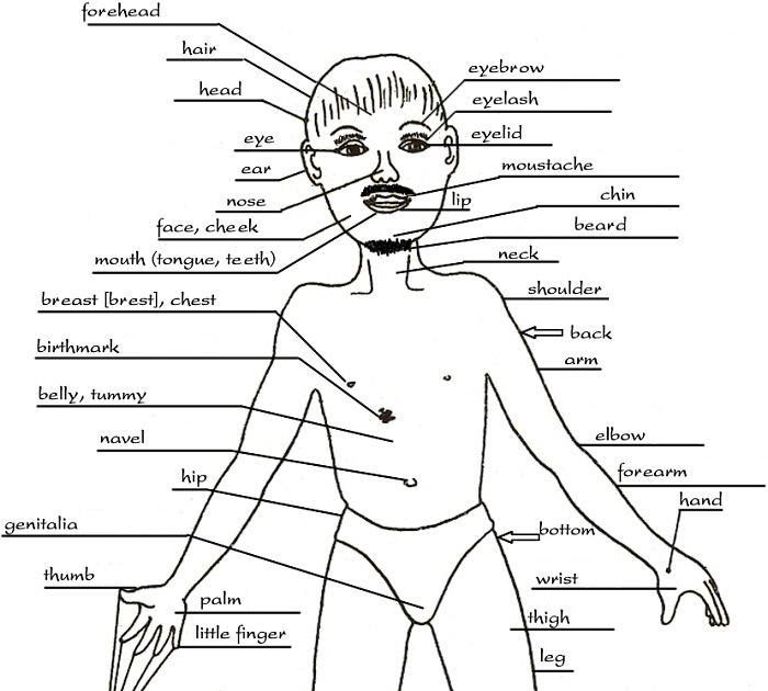 human body parts labeled