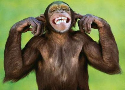 Microsoft Aren't Listening! - Image of a grinning Chimpanzee with it's fingers in it's ears.