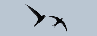 South Essex Wildlife Hospital. Image of a Swift.