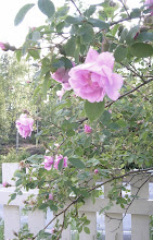 Hurdalsrose