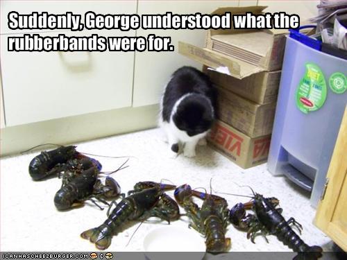 funny-pictures-cat-meets-lobsters.jpg