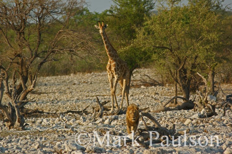 Lion Giraffe