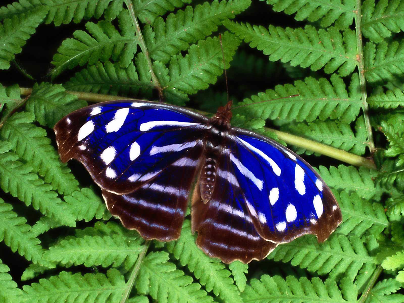 http://3.bp.blogspot.com/_ACWjg6QS7yc/S2Ra_XxDapI/AAAAAAAAAKY/2QNu7Ieqt5A/s1600/Butterfly-Leaf-Nature-HD-Wallpaper.jpg