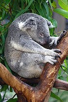 O Koala