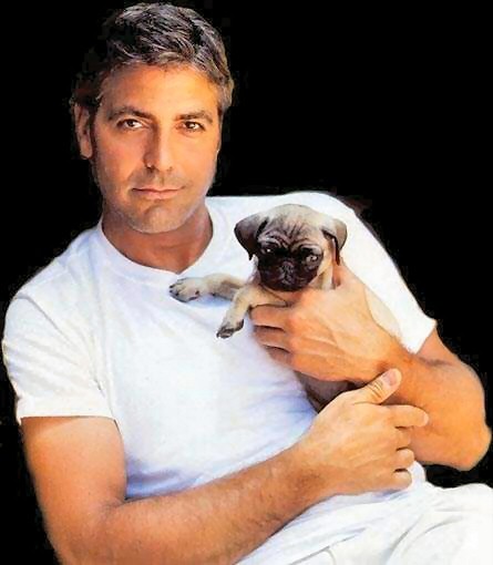 [Clooney+Pug.jpg]