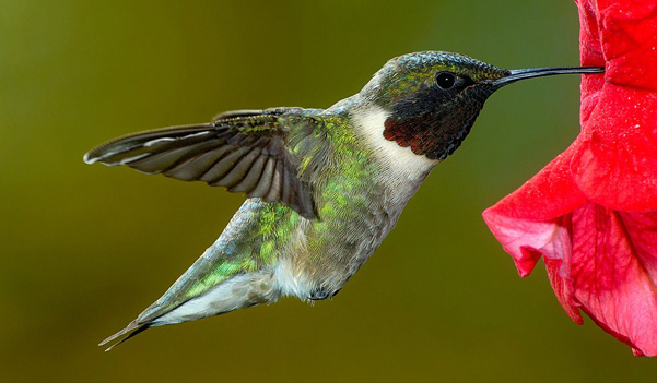 [hummer_RJA0368.jpg]