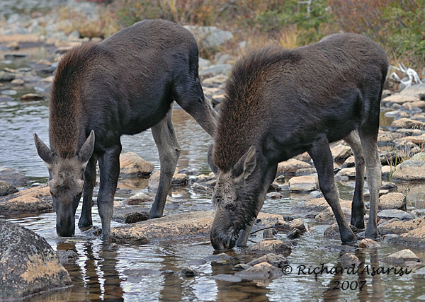 [twins_MLA1433.jpg]