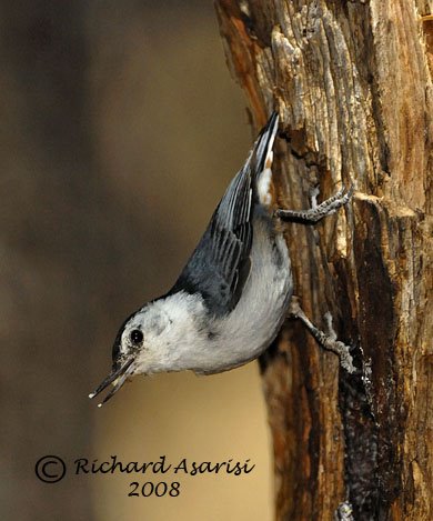 [wbnhs_RJA9265.jpg]