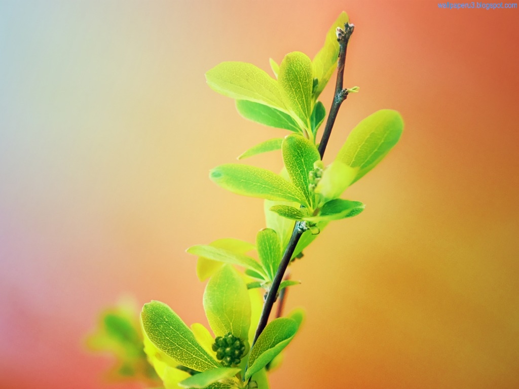 High Quality Flowers Wallpapers