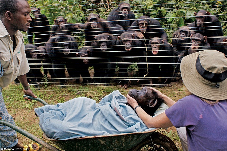 [chimps+grieving.jpg]