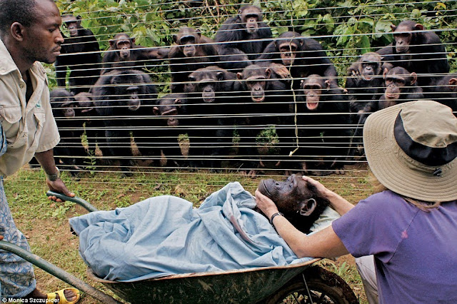 Chimpanzee Diet