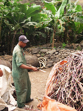 distillerie a San Nicolao