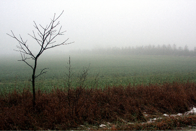 [fog1.jpg]