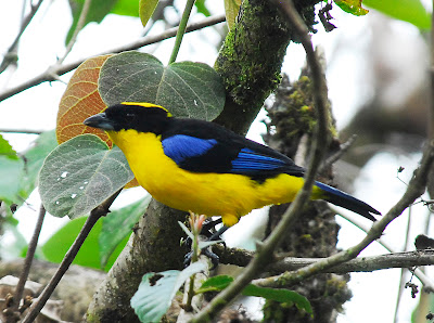 Mountain Tanager
