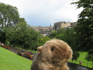 The Wombat in Edinburgh