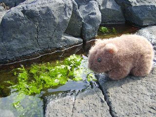 The Wombat checks out a rock pool