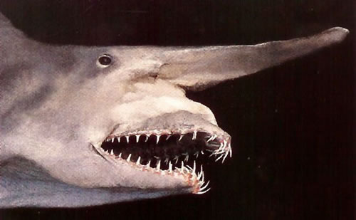 http://3.bp.blogspot.com/_AI2xleoGZHg/S2blisd8YfI/AAAAAAAAAJc/Ot97hYUZars/S740/goblin-shark.jpg