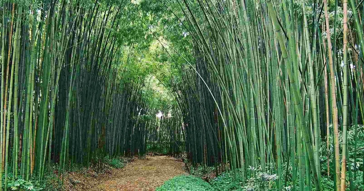GANBARA: El Bambú Japonés