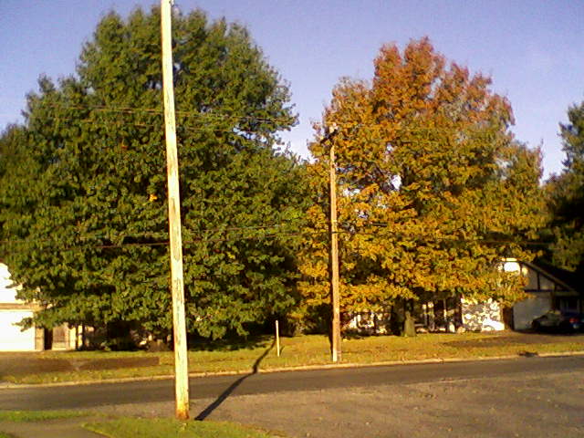 [falltrees.jpg]