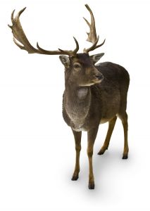 [deer.jpg]