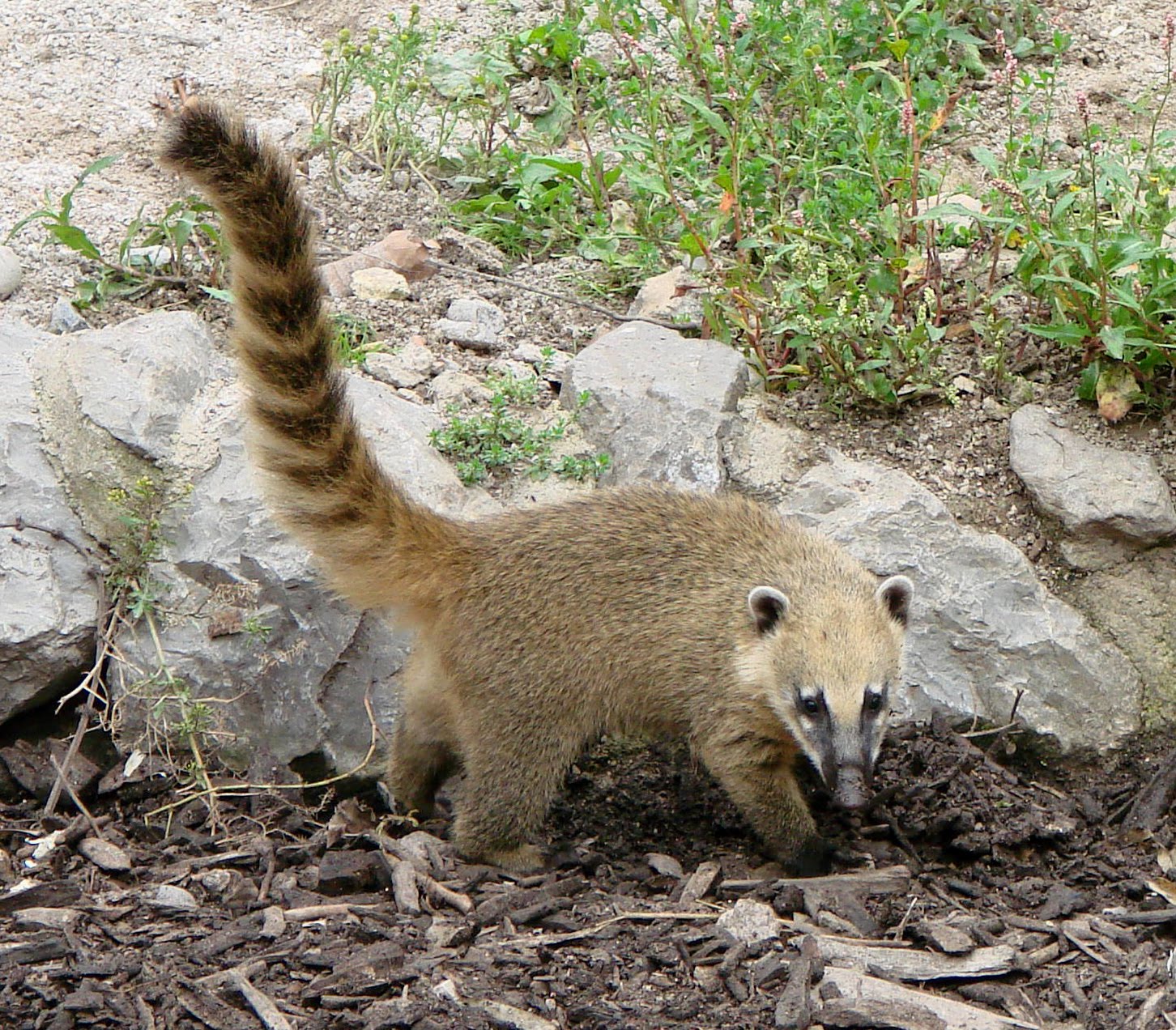 Animales de Yucatán Animales de Yucatán / Mamíferos / El Coatí o Pizot