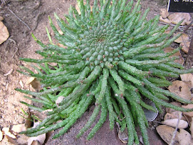 Euphorbiaflanaganii
