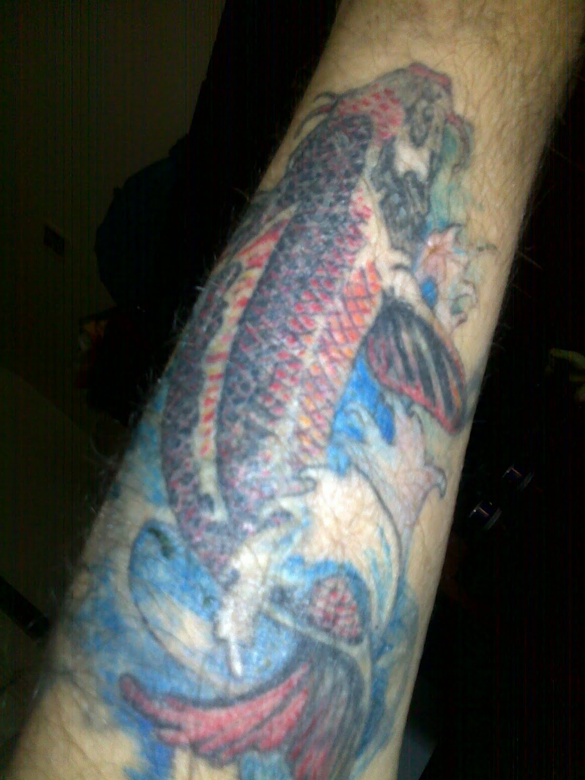 Ryba+koi
