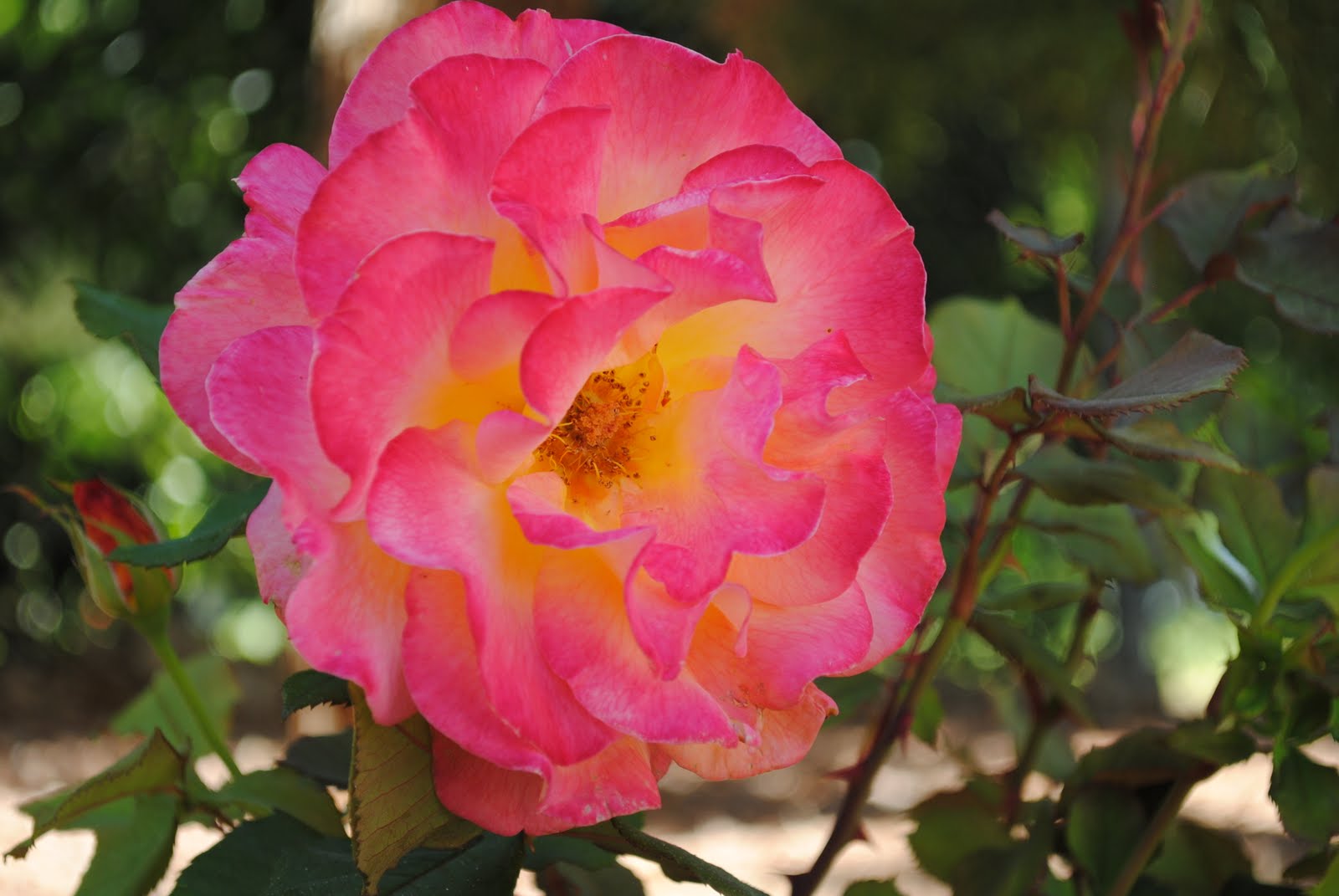 House of Howes Las Vegas Rose