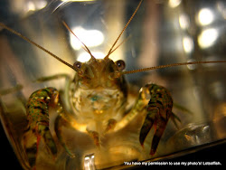 cray fish close up