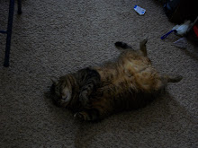 My fat cat