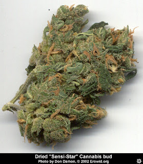 Is this plant ready to harvest? SC6: 2700 Yr. Old Corpse Loses His Pot…..And His Jack Johnson CD's