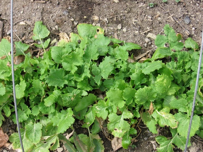 Turnip Leaves