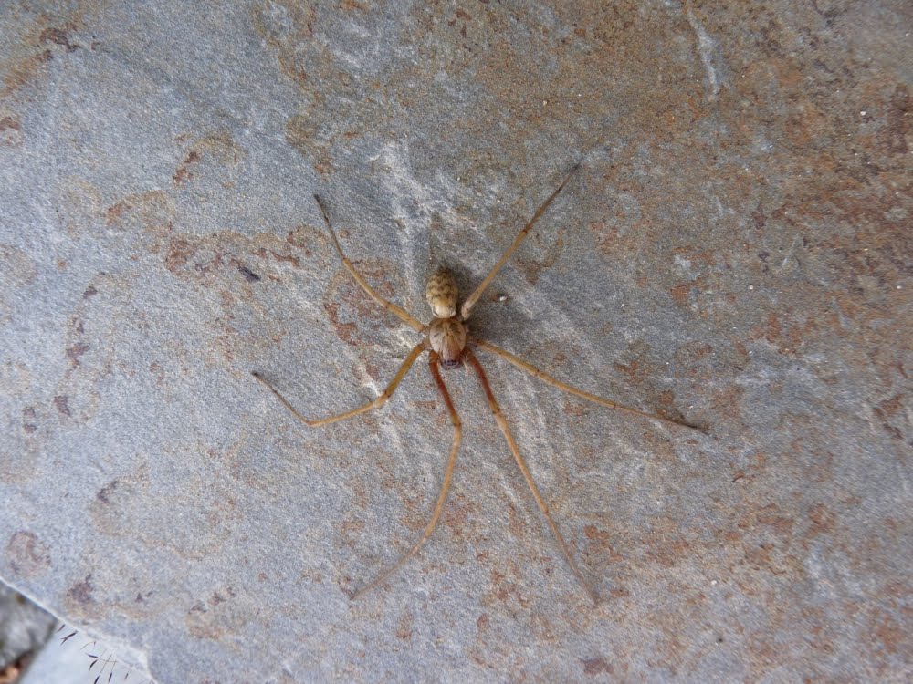 Viviendo en Sierra Nevada: Arañas de Jardín: Tegenaria atrica