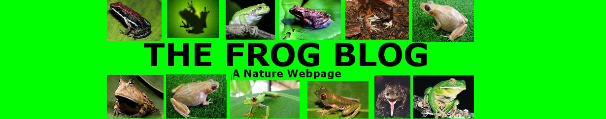 The Frog Blog