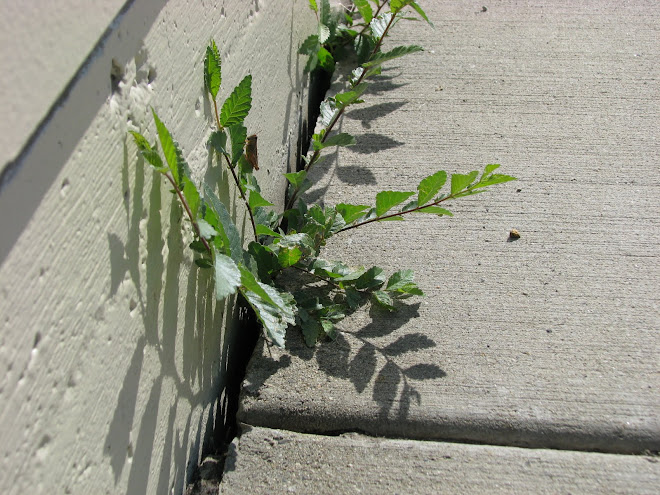 Growing In An Environment