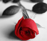 LOVELY RED ROSES