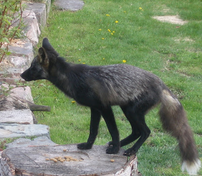 Fox Dog Cross