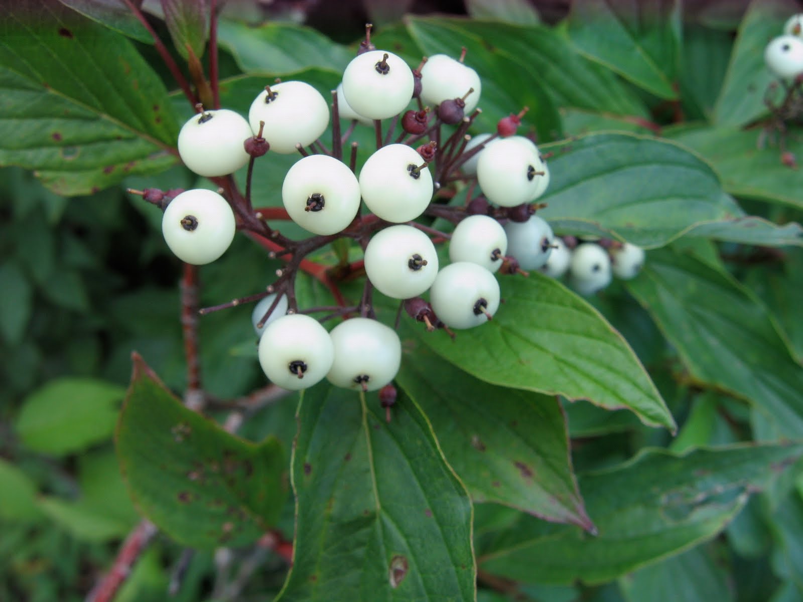 Dogwood+berries