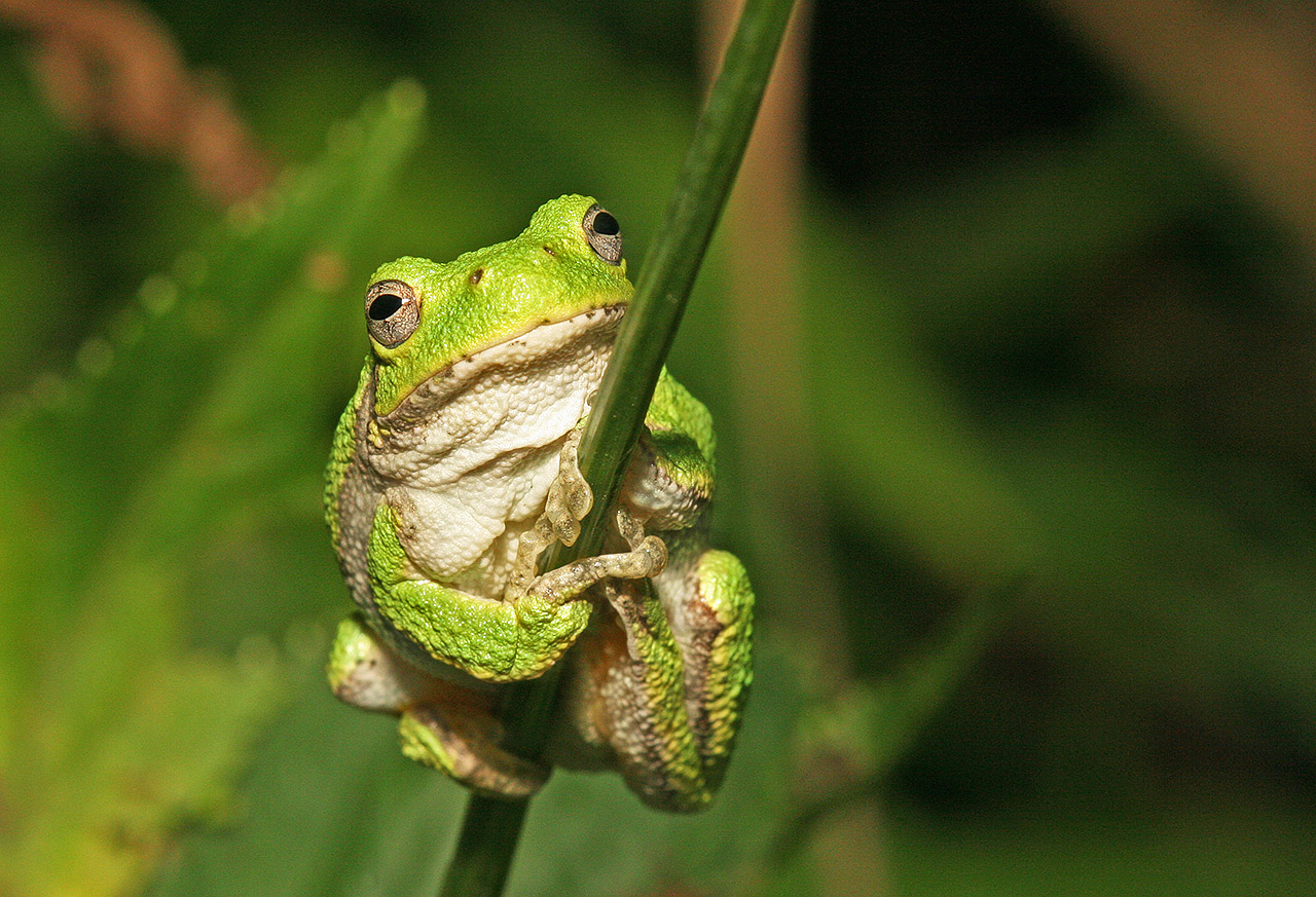 Dave Zosel's Minnesota Nature Photography April 2010