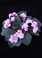 African Violets (flowers)