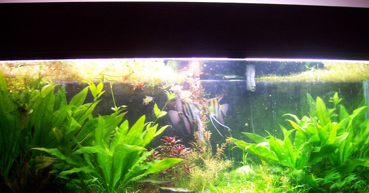 Aquatic Jungles Lexington home of Dustin's Fish tanks 125 Planted