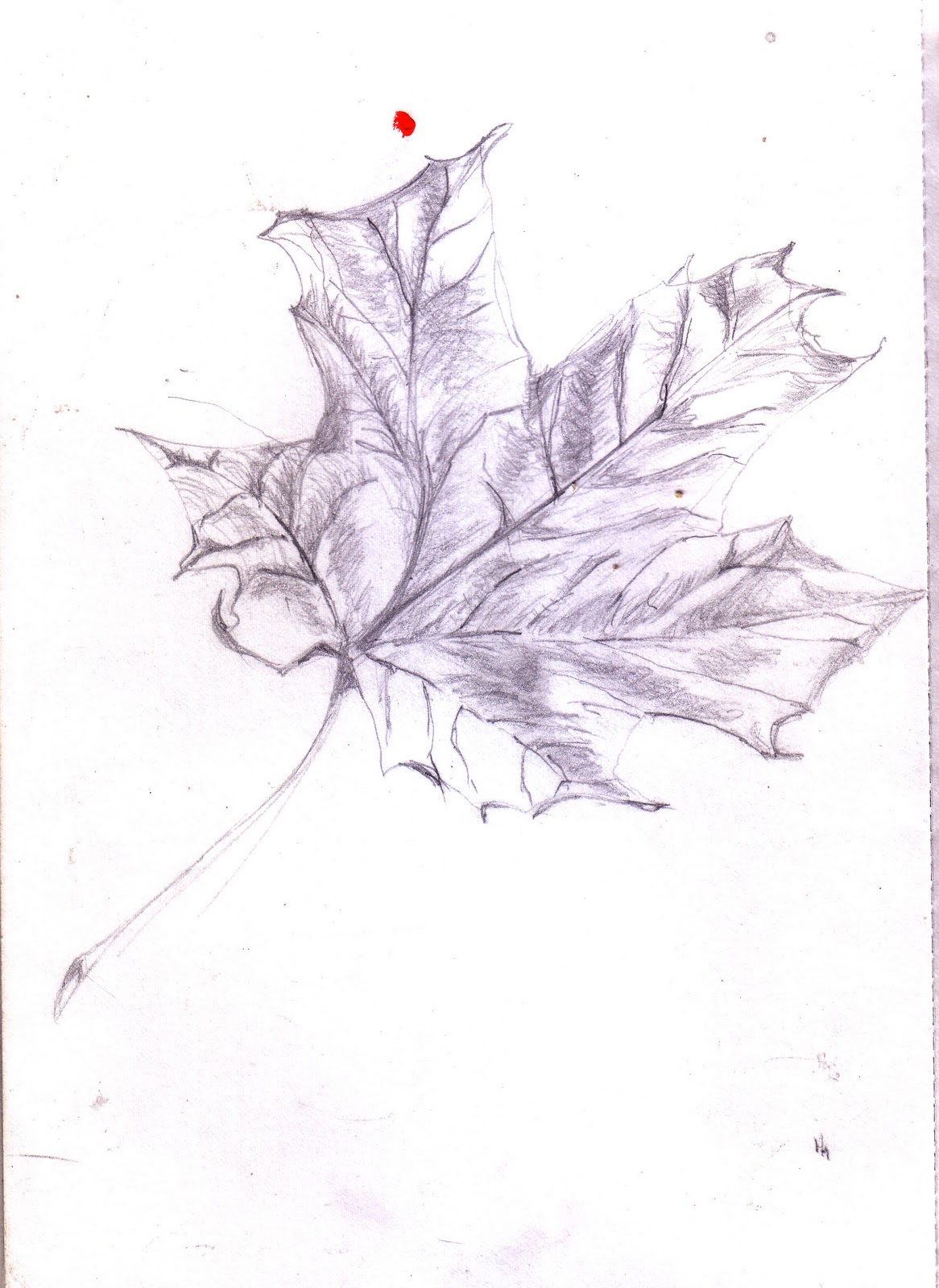 Drawn Maple Leaf