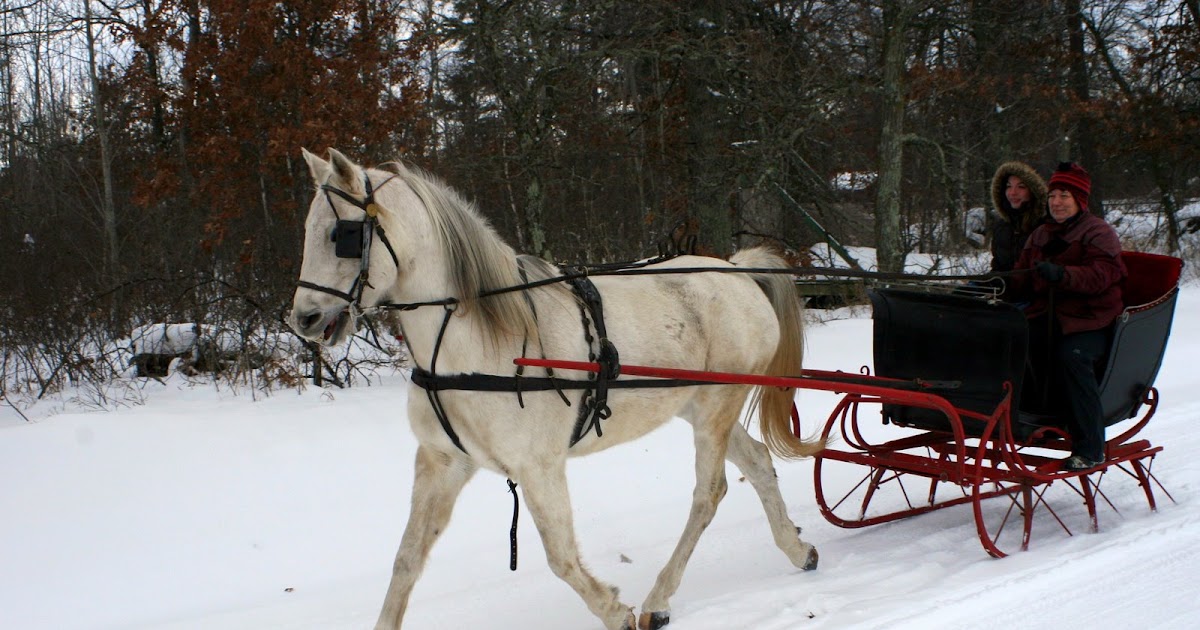 Equine Tips Horse Training & Care Sleigh Bells Ring