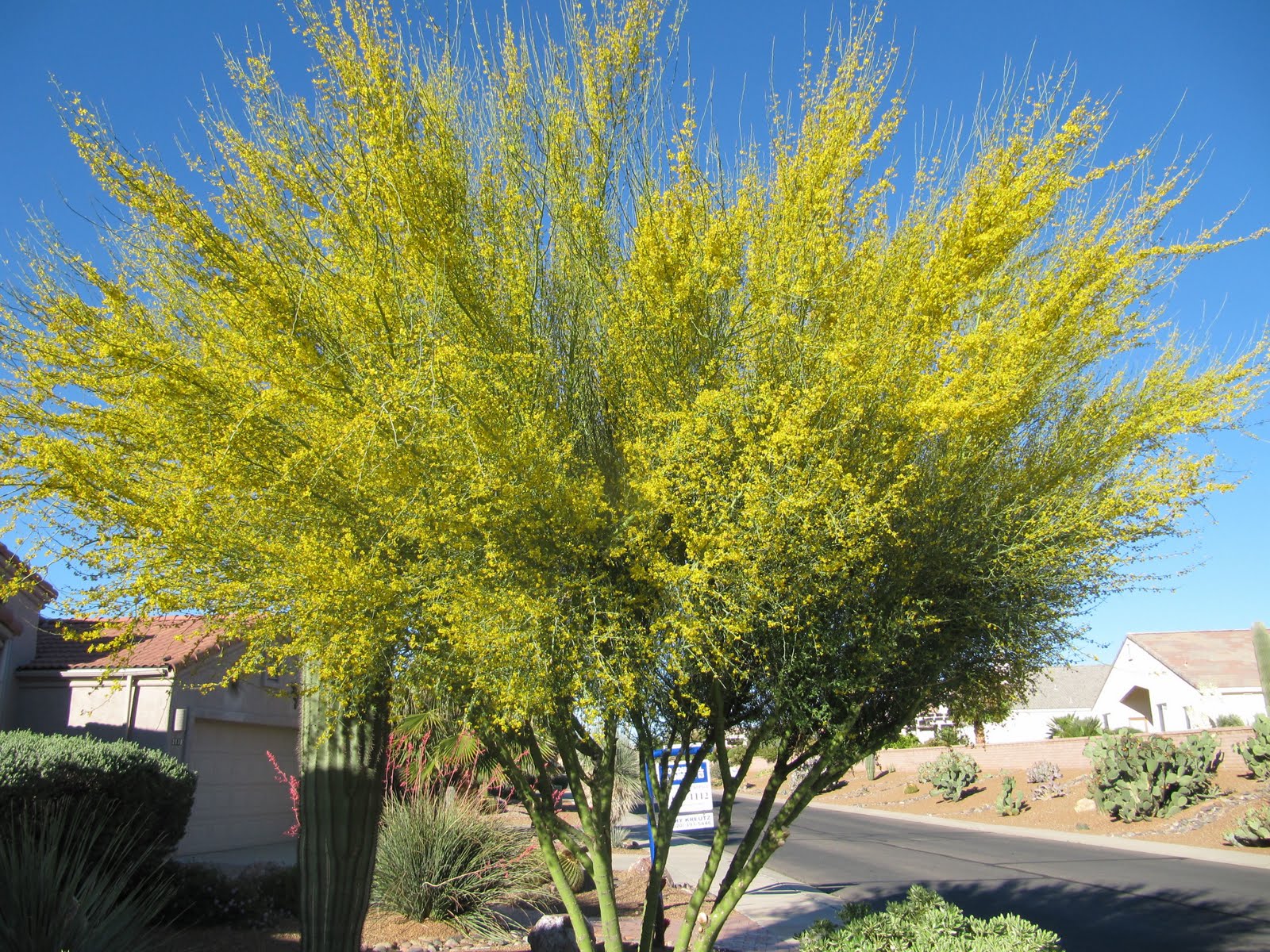 Az. Buddy More on Trees