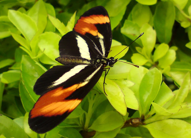 Borboleta. Ela pousou e posou para mim, rs... Depois se foi.